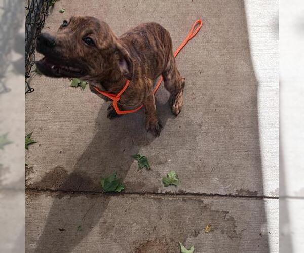 Medium Photo #2 American Pit Bull Terrier-Unknown Mix Puppy For Sale in Tulsa, OK, USA