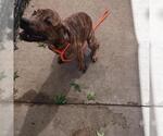 Small Photo #2 American Pit Bull Terrier-Unknown Mix Puppy For Sale in Tulsa, OK, USA