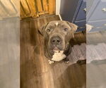 Small #15 American Staffordshire Terrier Mix