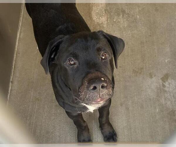 Medium Photo #1 Labrador Retriever-Unknown Mix Puppy For Sale in Orange, CA, USA