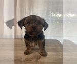 Small Photo #3 Yorkshire Terrier Puppy For Sale in MERCED, CA, USA