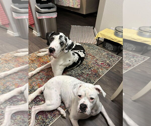 Medium Photo #2 Great Dane Puppy For Sale in Bullard, TX, USA