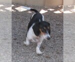 Small Photo #1 Dachshund Puppy For Sale in RATTAN, OK, USA