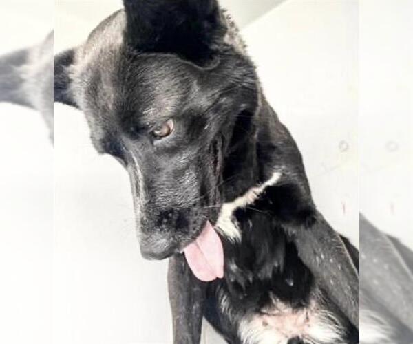 Medium Photo #2 Holland Shepherd Puppy For Sale in Houston, TX, USA