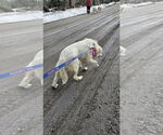 Small #8 Great Pyrenees Mix