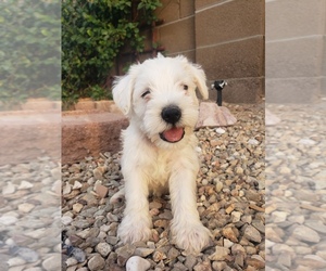 Schnauzer (Standard) Puppy for Sale in YUMA, Arizona USA
