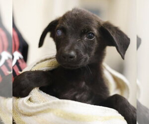 Plott Hound-Unknown Mix Dogs for adoption in San Antonio, TX, USA