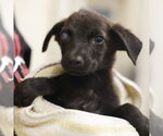 Small Plott Hound Mix