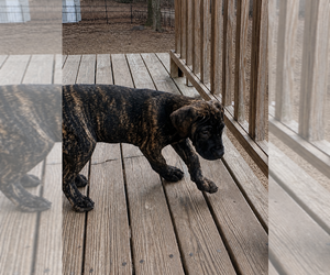 Presa Canario Puppy for sale in ANSON, ME, USA