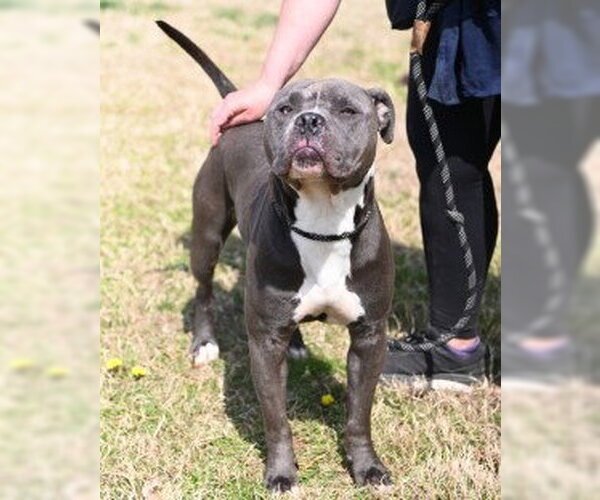 Medium Photo #3 Mutt Puppy For Sale in Glen Allen, VA, USA