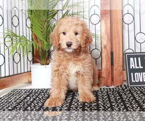 Goldendoodle (Miniature) Puppy for sale in NAPLES, FL, USA