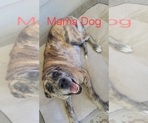 Mother of the Daniff-Neapolitan Mastiff Mix puppies born on 08/02/2025