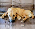 Small #12 Labrador Retriever Mix