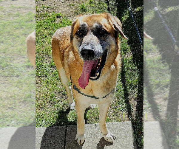 Medium Photo #2 German Shepherd Dog-Unknown Mix Puppy For Sale in Petaluma, CA, USA