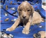 Small Photo #3 English Cream Golden Retriever-Poodle (Standard) Mix Puppy For Sale in DEARBORN, MO, USA