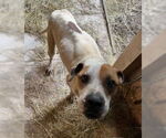 Small #2 Boxer Mix
