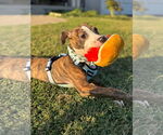 Small #3 American Pit Bull Terrier Mix