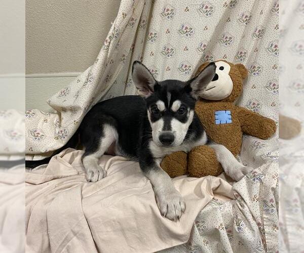 Medium Photo #1 Siberian Husky Puppy For Sale in Modesto, CA, USA