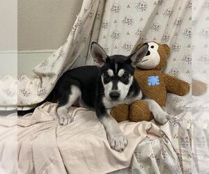 Siberian Husky Dogs for adoption in Modesto, CA, USA