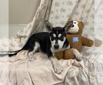 A614666 - Male Siberian Husky Dog for Adoption - Small photo
