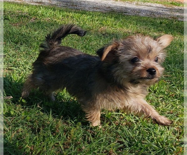 Medium Photo #13 Shorkie Tzu Puppy For Sale in NEVADA, TX, USA