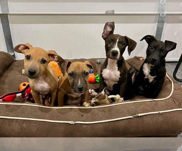 Medium Photo #4 American Pit Bull Terrier-Labrador Retriever Mix Puppy For Sale in Brewster, NY, USA