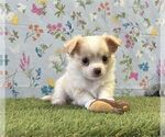 Hand delivery - Female Chihuahua Puppy for Sale - Small photo