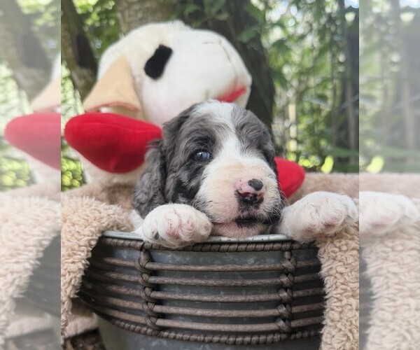 Medium Photo #5 Goldendoodle Puppy For Sale in PIERSON, FL, USA
