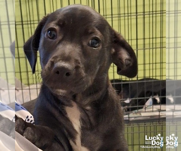 Medium Photo #2 Feist Terrier-Retriever  Mix Puppy For Sale in Washington, DC, USA