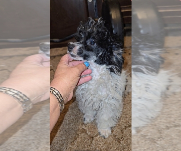 Medium Photo #3 Poodle (Toy) Puppy For Sale in DYERSBURG, TN, USA