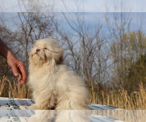 Medium Photo #8 ShihPoo Puppy For Sale in DYERSBURG, TN, USA
