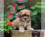 Small Photo #6 Bichon Frise-Cavachon Mix Puppy For Sale in BIRD IN HAND, PA, USA