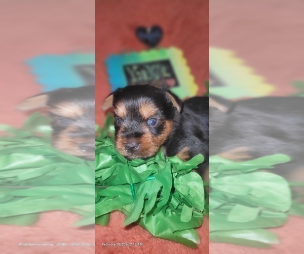 Medium Photo #218 Yorkshire Terrier Puppy For Sale in AKRON, OH, USA