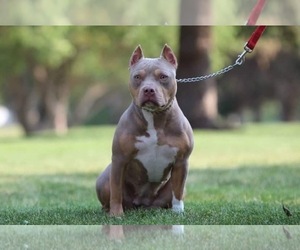 Mother of the American Bully puppies born on 03/05/2022