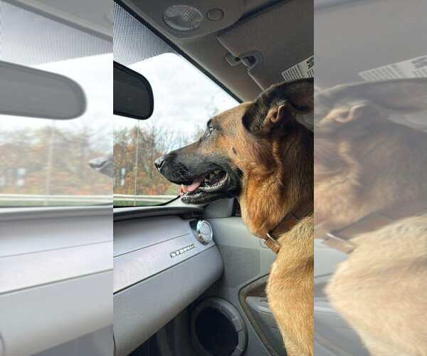 Medium Photo #48 German Shepherd Dog Puppy For Sale in LA FAYETTE, NY, USA