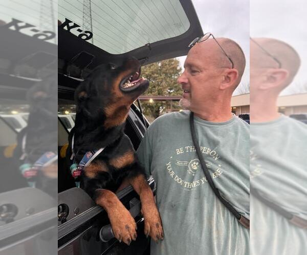 Medium Photo #2 Rottweiler Puppy For Sale in Orange Grove, TX, USA