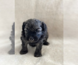 Maltipoo Puppy for sale in CLEVELAND, TN, USA