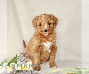 Goldendoodle (Miniature) Puppy for sale in GORDONVILLE, PA, USA