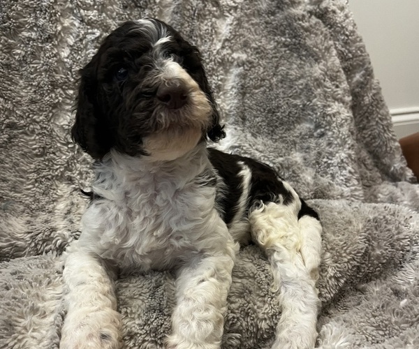 Medium Photo #1 Double Doodle Puppy For Sale in ANDERSON, SC, USA