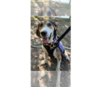 Small #13 Treeing Walker Coonhound Mix