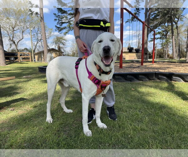 Medium Photo #3 Great Pyrenees-Unknown Mix Puppy For Sale in Houston, TX, USA