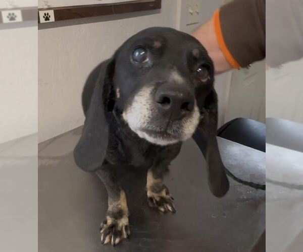 Medium Photo #2 Bagle Hound Puppy For Sale in Sistersville, WV, USA