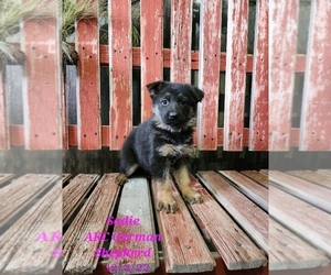 German Shepherd Dog Puppy for Sale in SHIPSHEWANA, Indiana USA