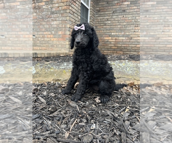 Medium Photo #2 Poodle (Standard) Puppy For Sale in CHARLESTON, AR, USA