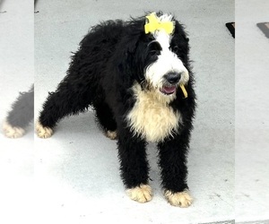 Bernedoodle Puppy for sale in DUNDEE, OH, USA