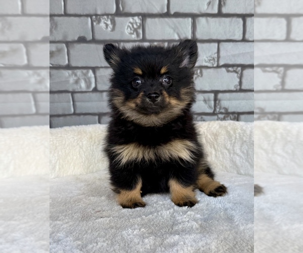 Medium Photo #8 Pomeranian Puppy For Sale in OCALA, FL, USA