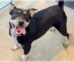 Small #1 Staffordshire Bull Terrier Mix