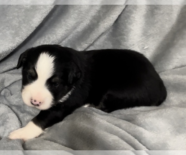 Medium Photo #12 Miniature Australian Shepherd Puppy For Sale in E LAURINBURG, NC, USA