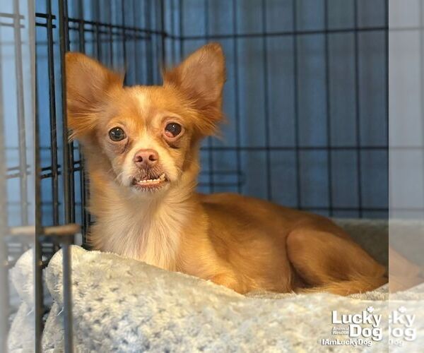 Medium Photo #1 Chihuahua-Unknown Mix Puppy For Sale in Washington, DC, USA