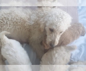 Mother of the Goldendoodle puppies born on 07/29/2022